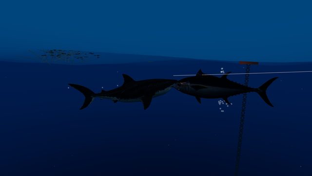 The great white hits a bluefin tuna on the line in the Shelf championship